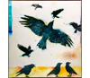 Anderson crows
